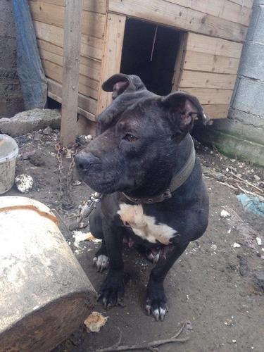 pitbull