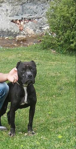 Pit Bull