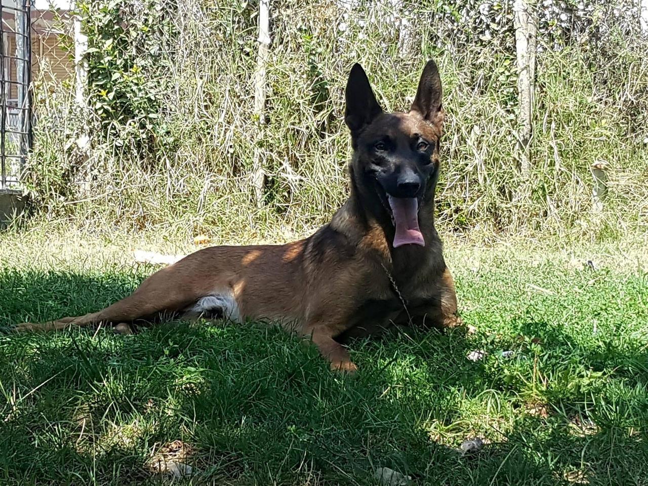 Belgian-malinois