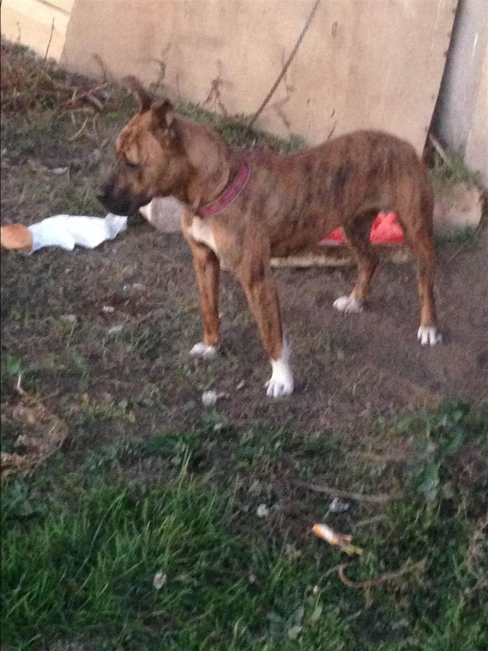 Pitbull