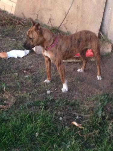 Pitbull