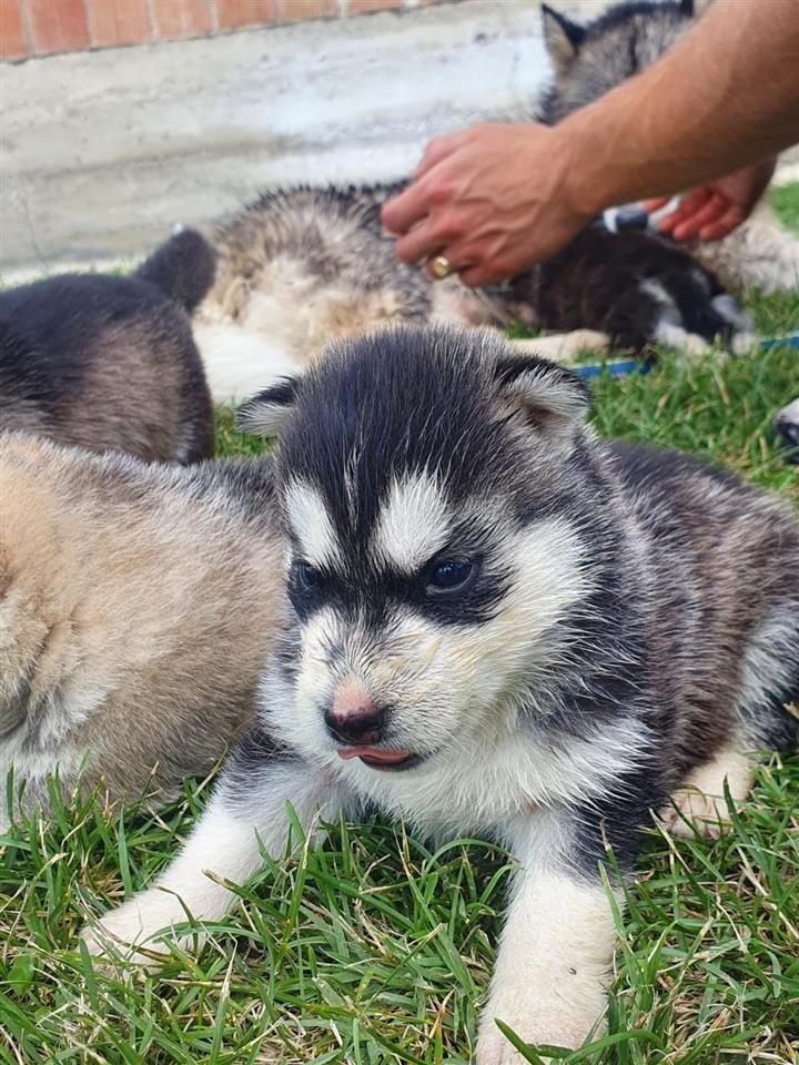 Husky