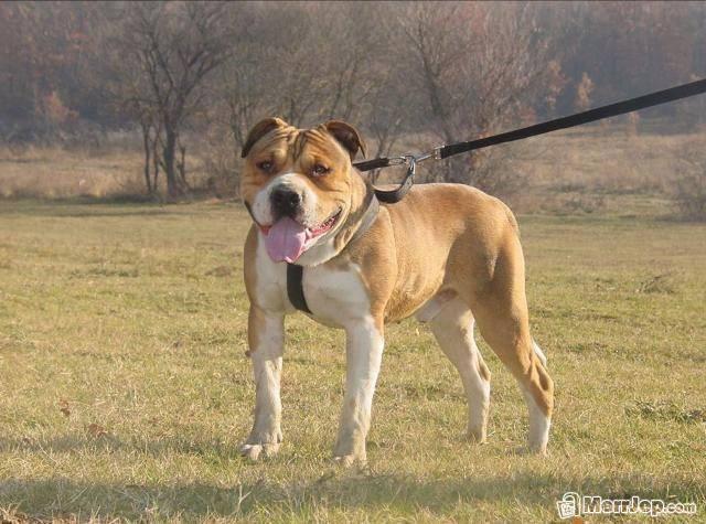 Pitbull