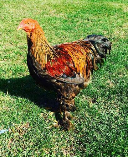 Brahma