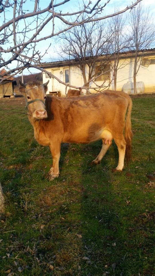Lopa