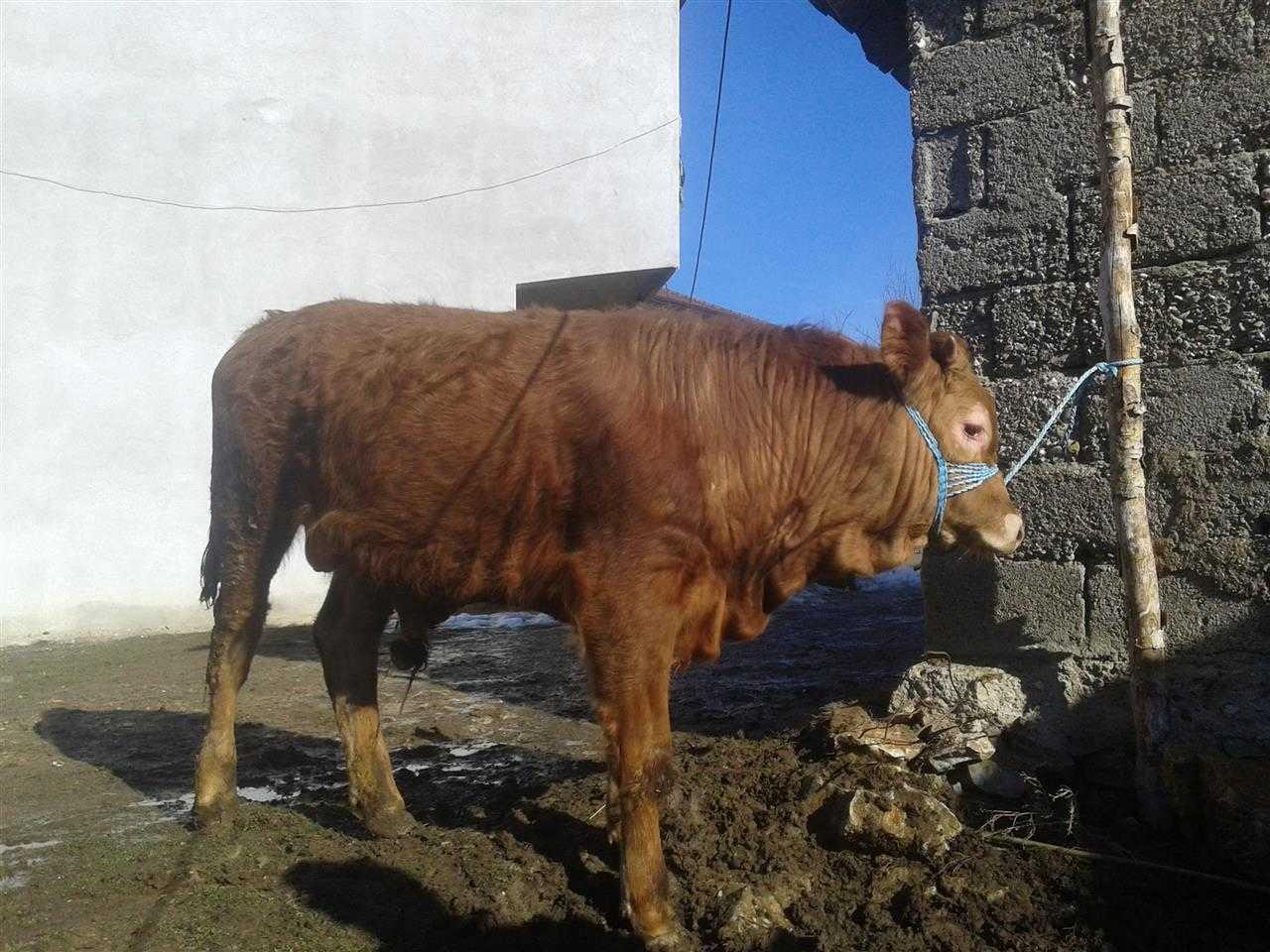 Shitet-mzati
