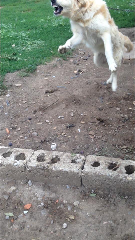 Qen-