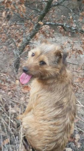 Terrier