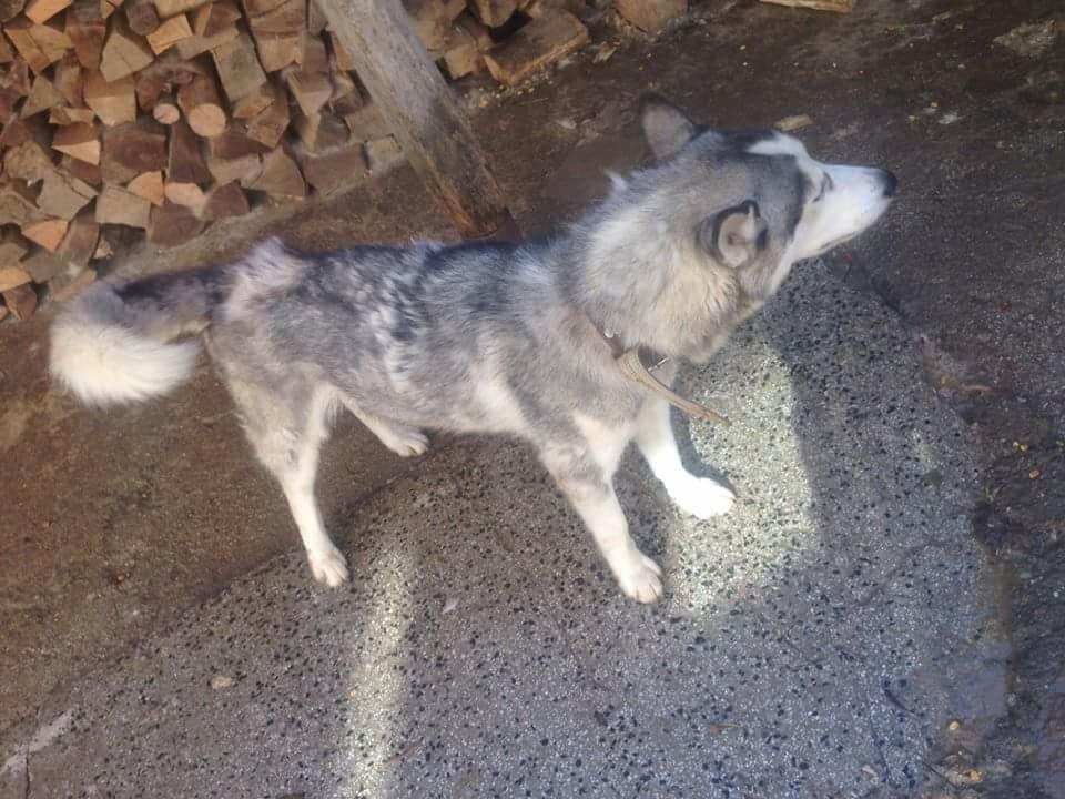 Hasky