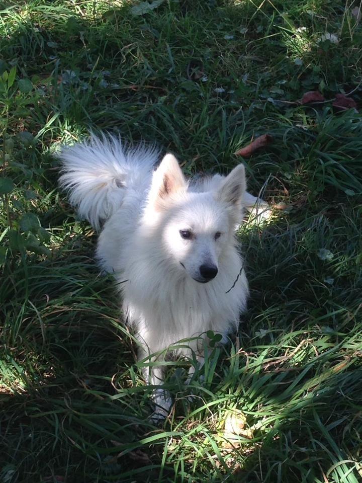 SPITZ-