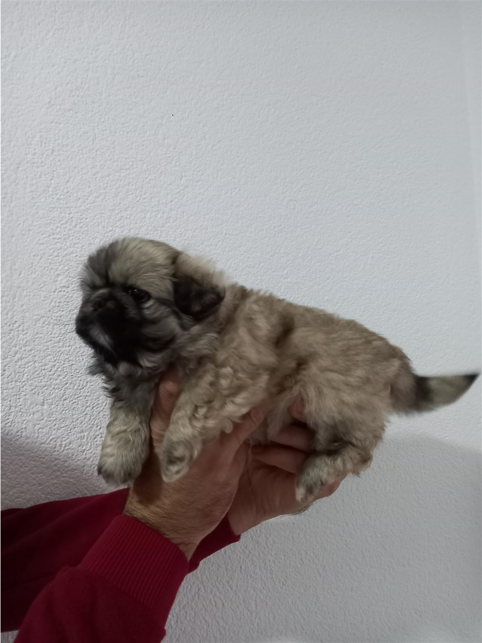 Pekinezer