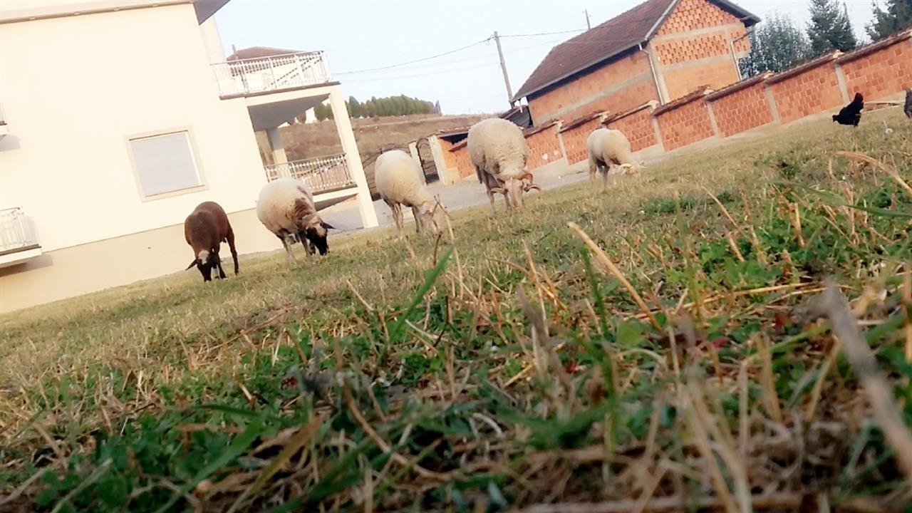 Delet-barsa