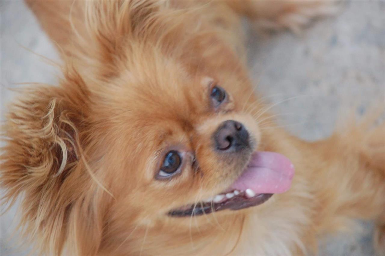 Qen-pekinizer