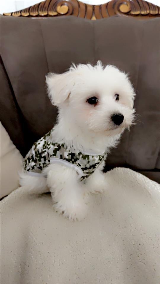 mini-maltez
