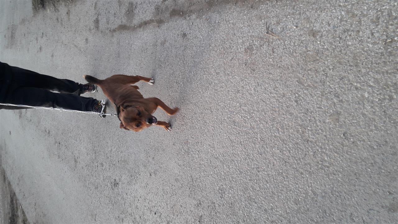 titulli