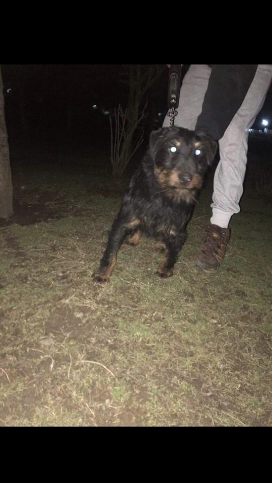 Terrier