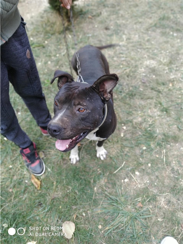 Pitbull