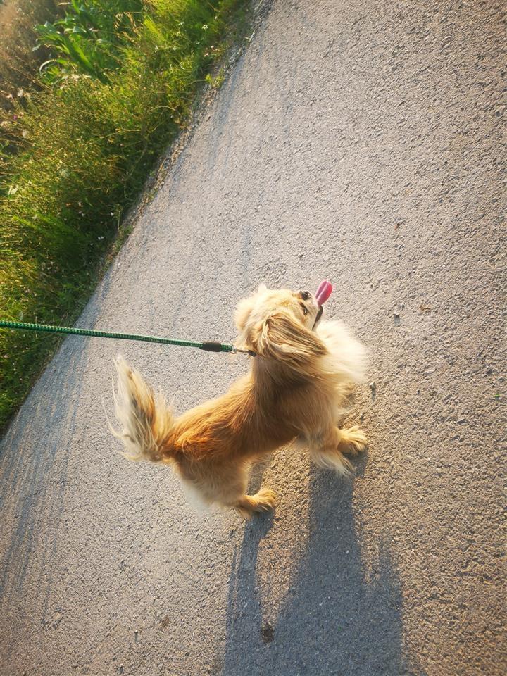 Pikinizer