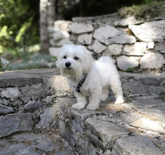 Mini Maltezer 