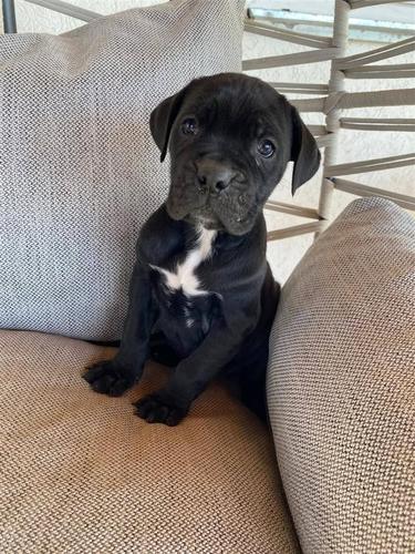 Cane Corso