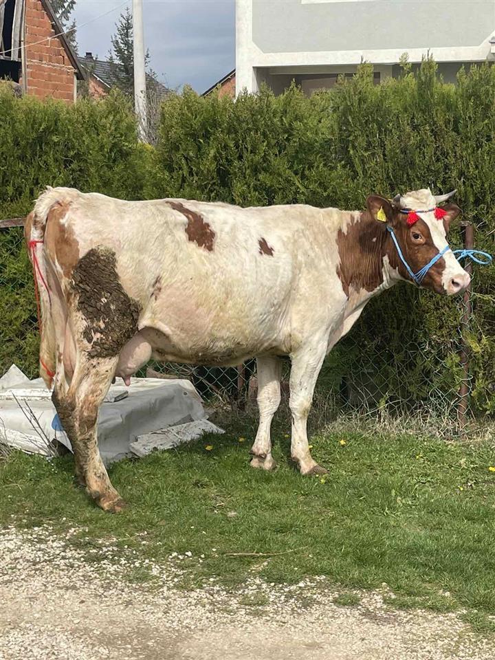 Lop