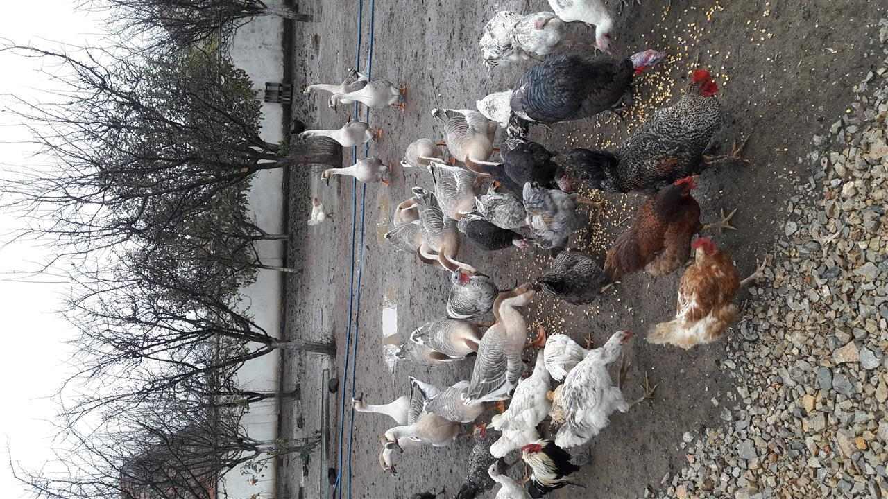 Llabuda