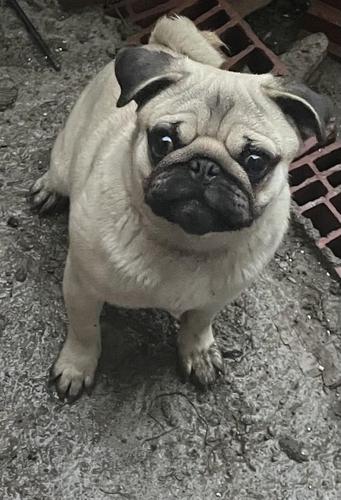 Shes Pugg