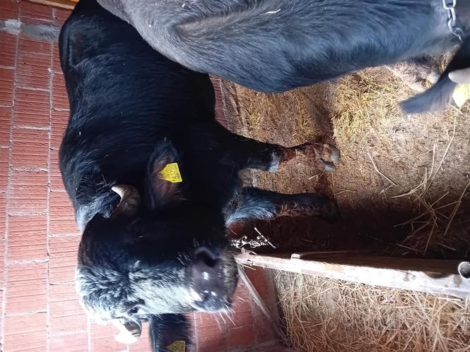 bull