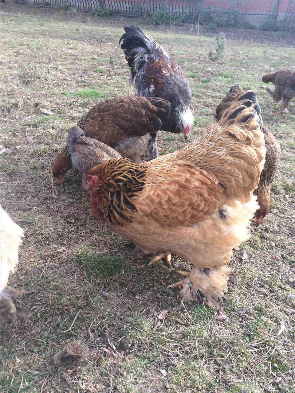 Brahma-