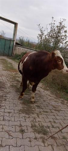 Bikat