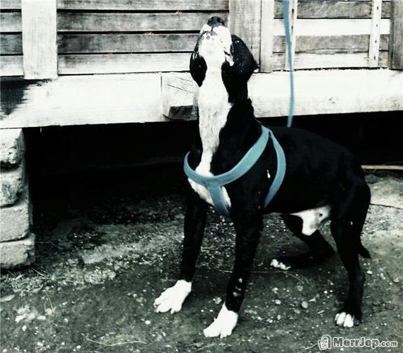Pitbull