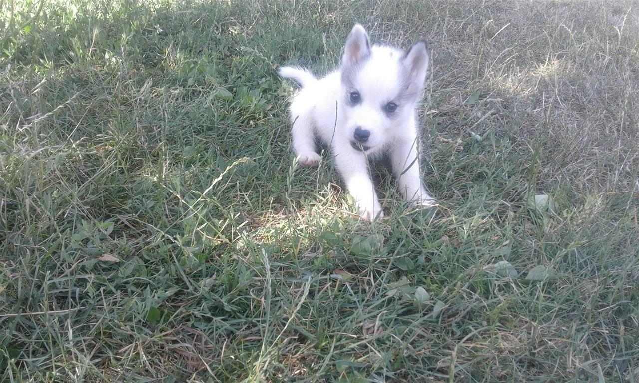 Haski