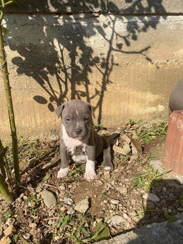 pitbull