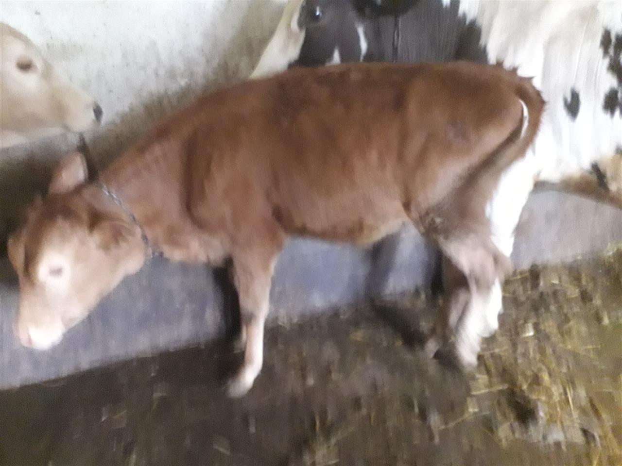viq
