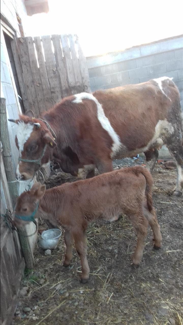 Lopë