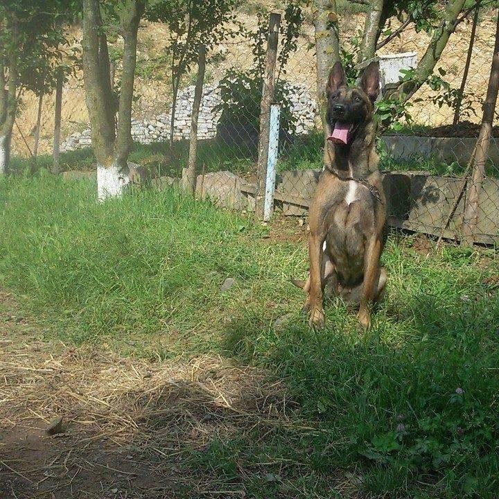 Malinos-belg-