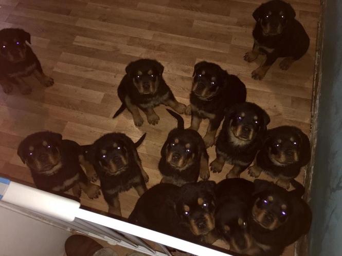 German Rottweiler Puppies
