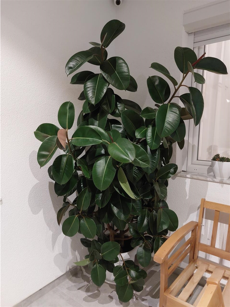 Fikus