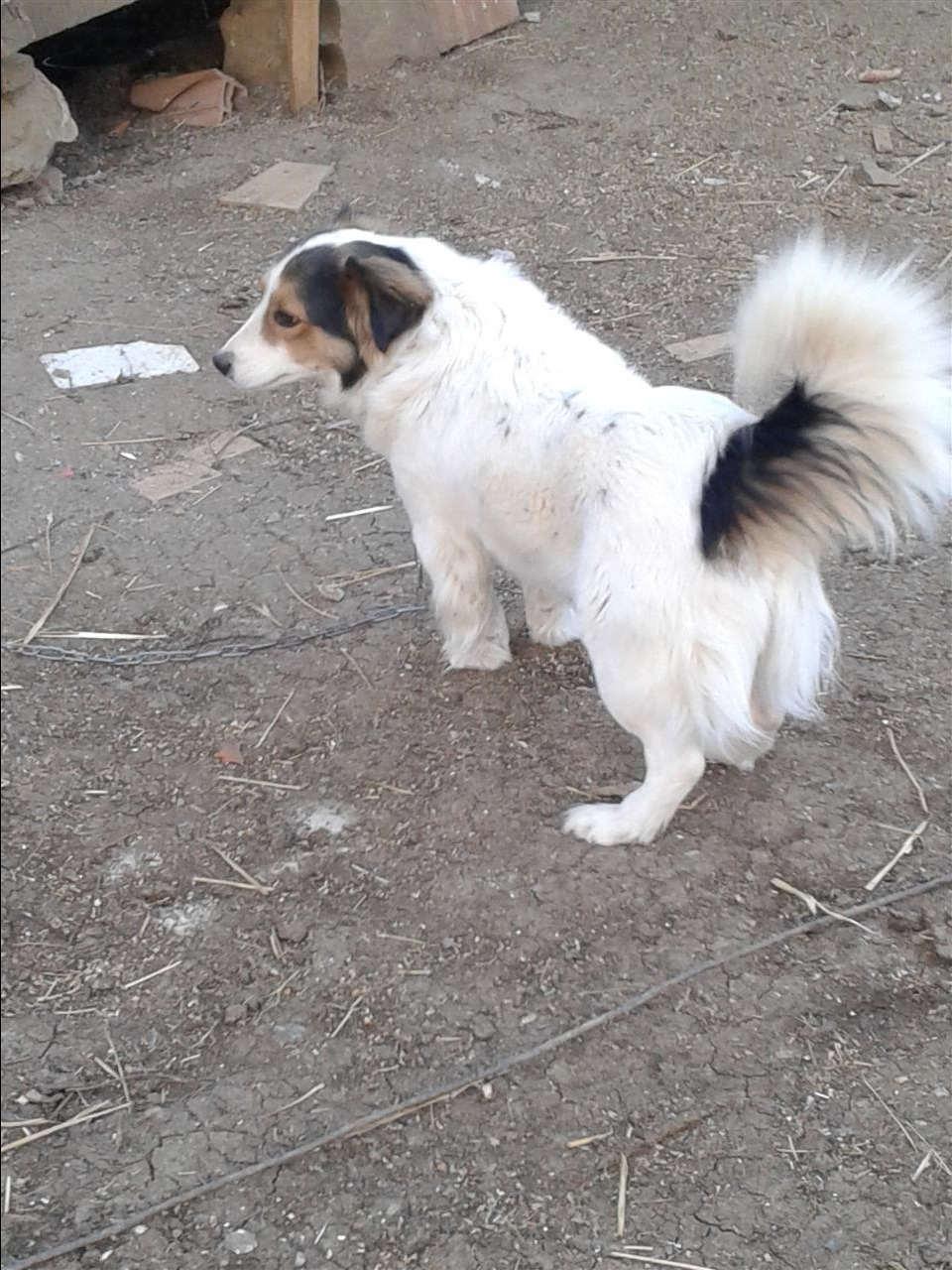 Bubi