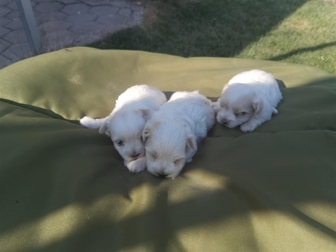 MINI-MALTEZER
