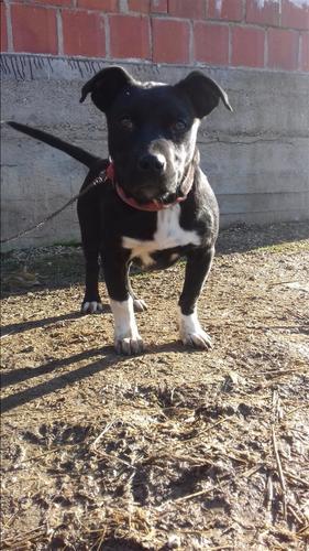 Pitbulla
