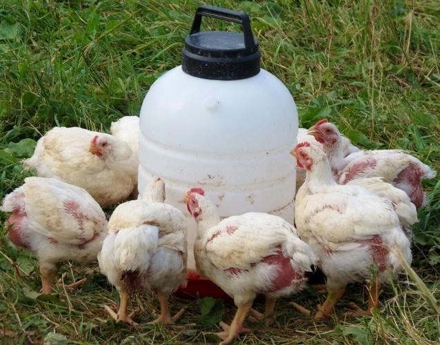 Zoj tmishit broiler 