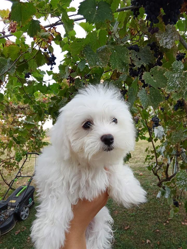 mini-maltezer