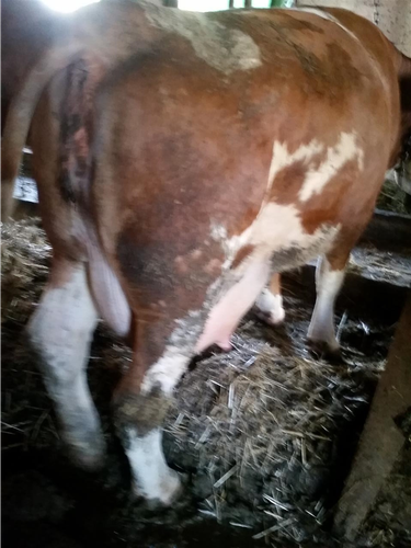 Shes dy lop