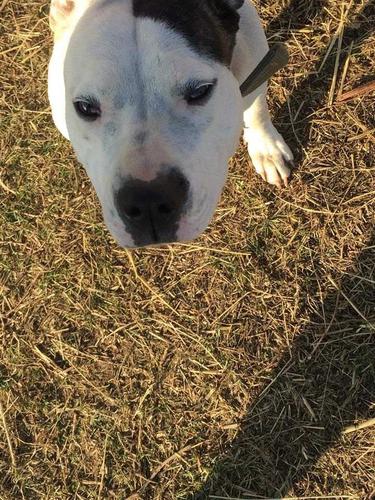 Pit bull