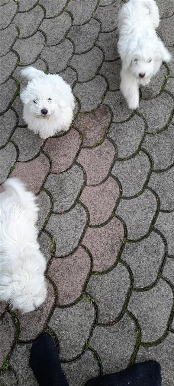 Bichon-