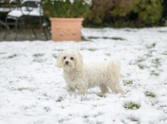 Maltese