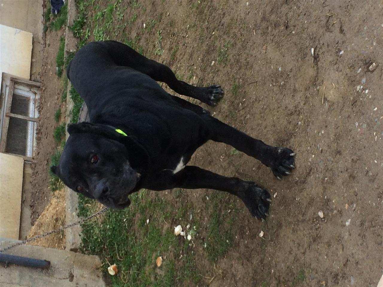 Cane-corso