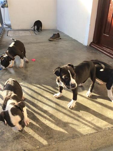 Qen pitbull 