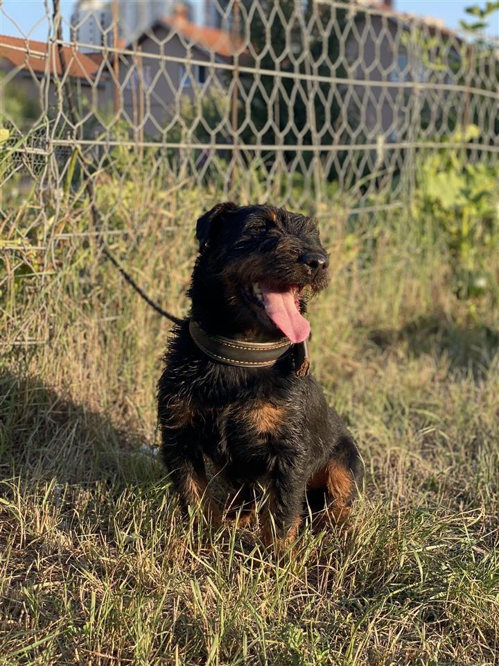 Terrier